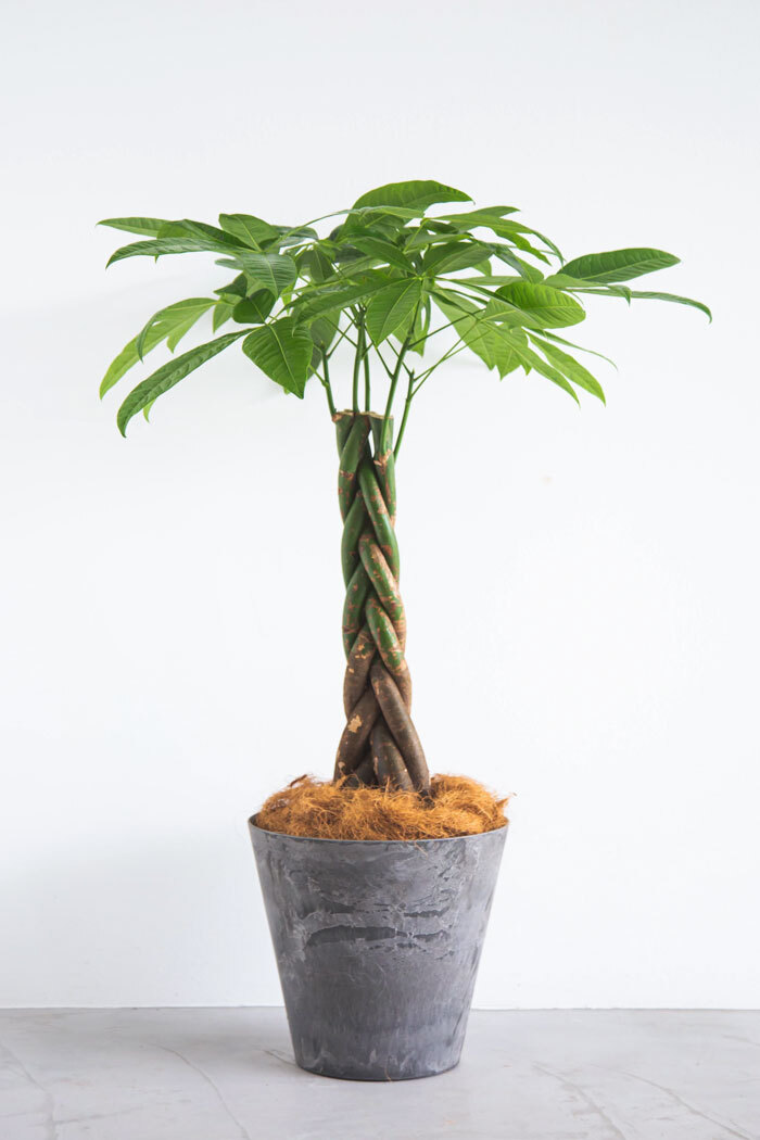Lサイズの観葉植物（8号鉢）100cm～150cm｜HanaPrime（ハナプライム）