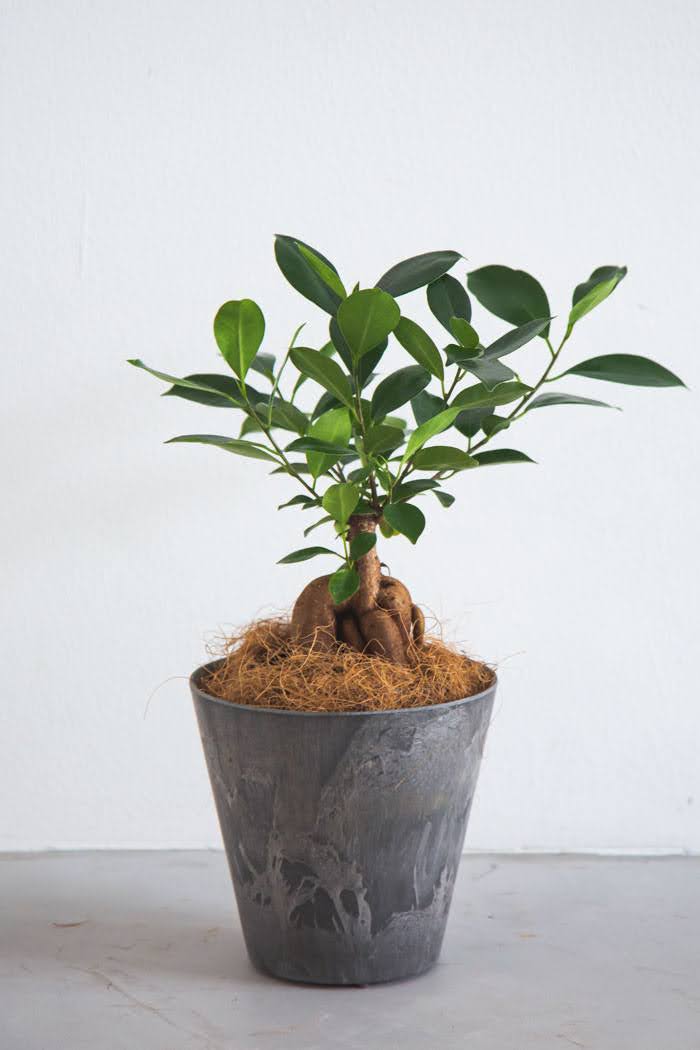 観葉植物 ガジュマル（4号鉢）｜HanaPrime（ハナプライム）