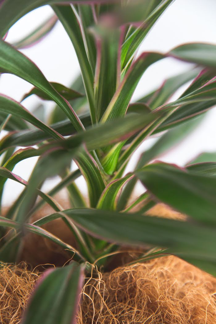 観葉植物 コルジリネサンゴ（6号鉢）｜HanaPrime（ハナプライム）