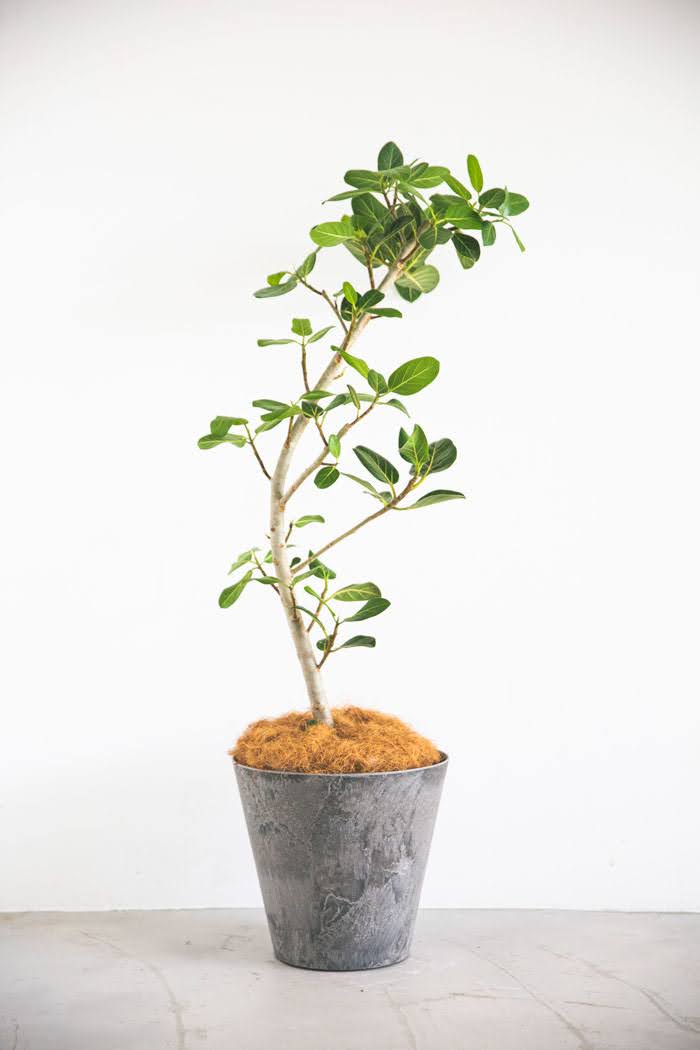 フィカス ベンガレンシスの育て方｜植物図鑑｜HanaPrime（ハナプライム）