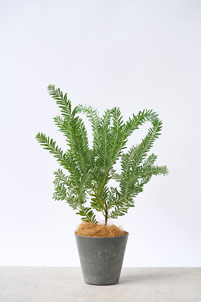観葉植物 アカシア ブルーブッシュ（6号鉢）｜HanaPrime（ハナプライム）