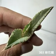 2026年最新】麻花龍 アガベの人気アイテム - メルカリ