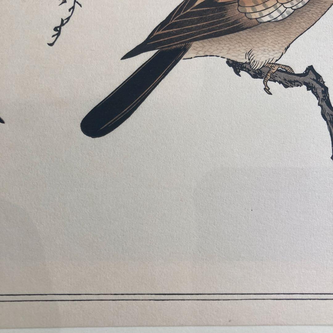 喜多川歌麿 『百千鳥 かし鳥に鴟鶉』手摺木版画 悠々洞出版 浮世絵