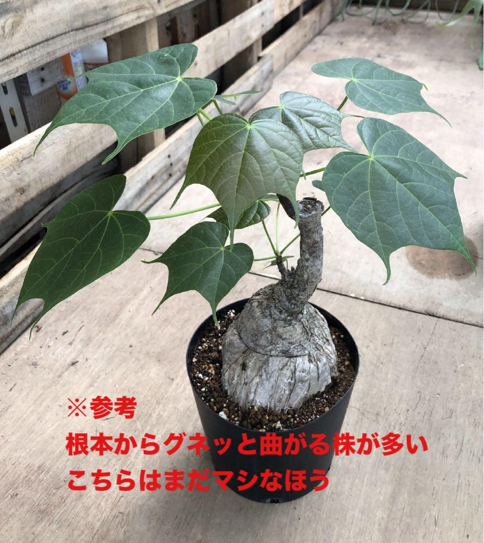 フィルミアナコロラータ 幹10cm 綺麗な樹形 15cmポット 鉢ごと発送