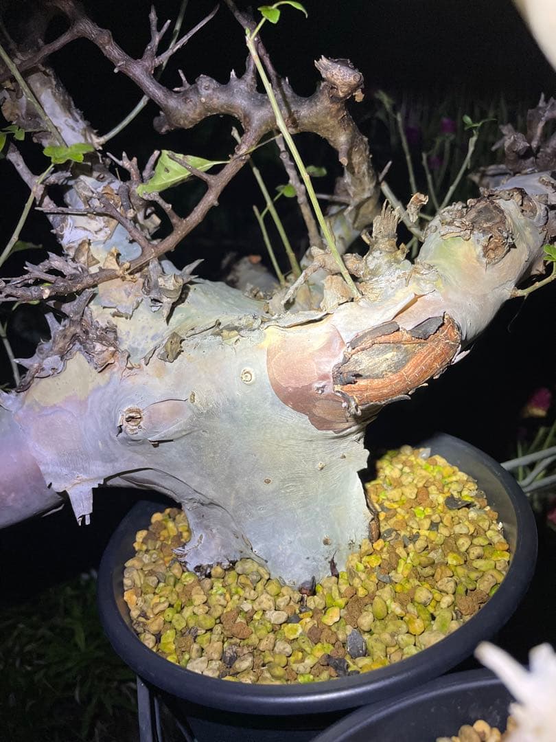 大株 灌木系 塊根植物 コミフォラ カタフ ターカネンシス シャリ付き