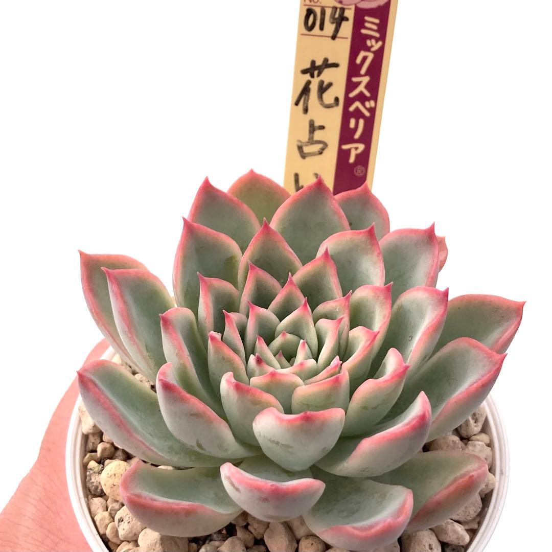 中里リンゼアナ実生(臼田リンゼアナ自家受粉実生) 葉挿し苗 サボテン