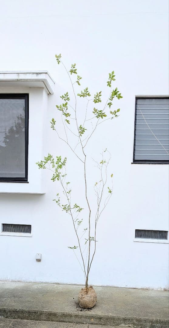 極上。特大。山採りアオダモ。