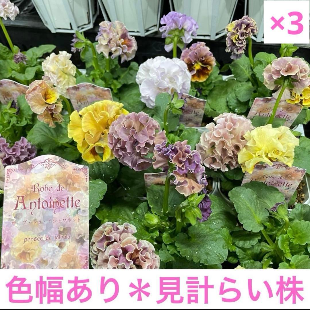花 DA