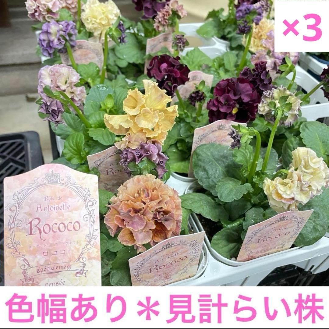 花 DA