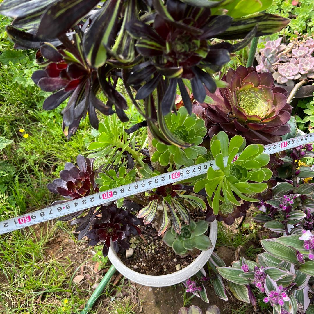 多肉植物❤️アエオニウム錦❤️ 青い波 ❤️碧浪❤️ 1大頭12-15cm拨き苗