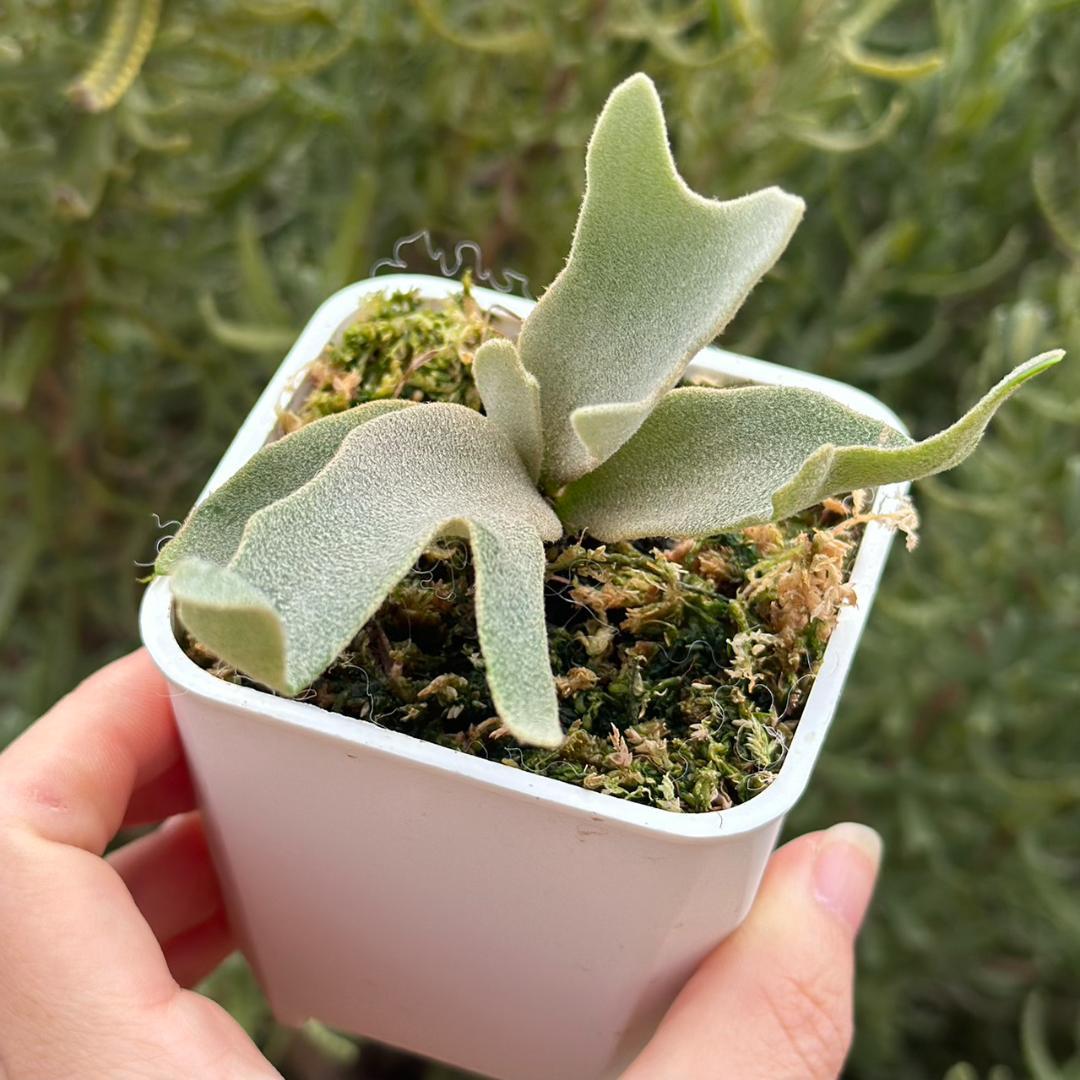 P.Willinckii Tiara spore 05 - メルカリ