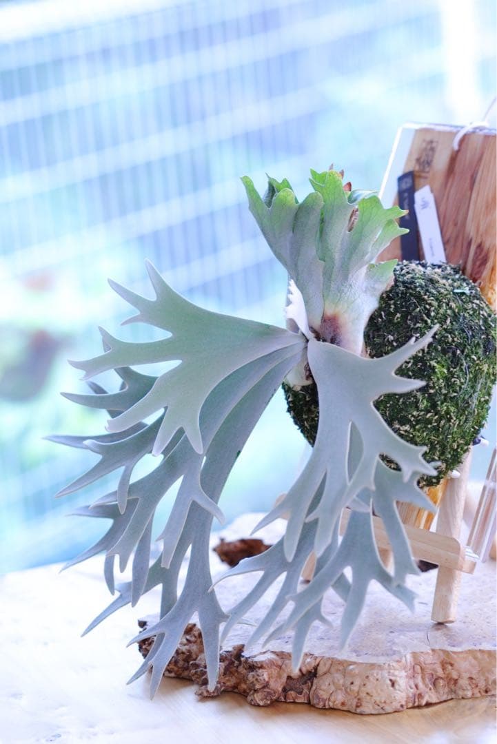 P. Gabriel ビカクシダ P. Gabriel 貯水葉がカッチカチでクセありですが なんとか綺麗に展開し