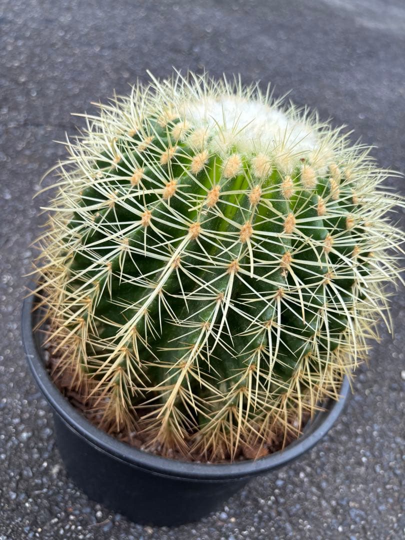 エキノカクタス　グルソニー　キンシャチ　金鯱 エキノカクタス グルソニー（金鯱）｜Echinocactus grusonii | DESERT INC.
