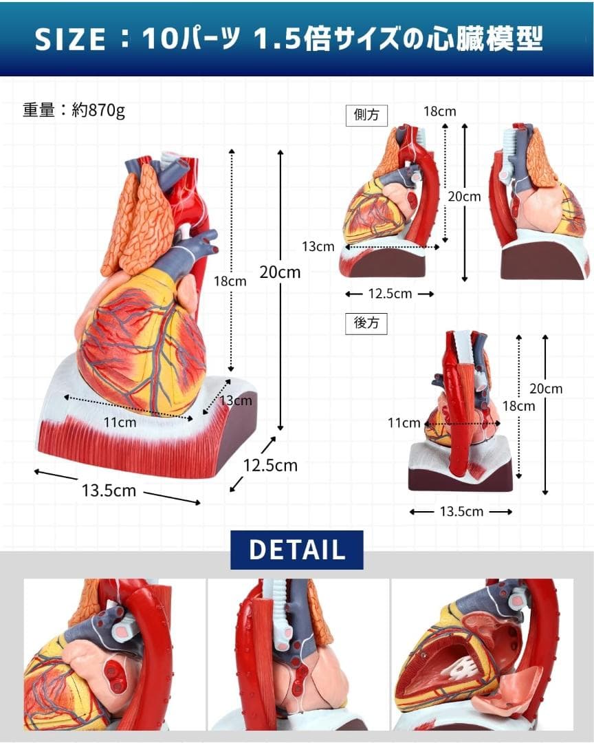 KIYOMARU 心臓模型 1.5倍大 10分解 教育用 新品 - メルカリ
