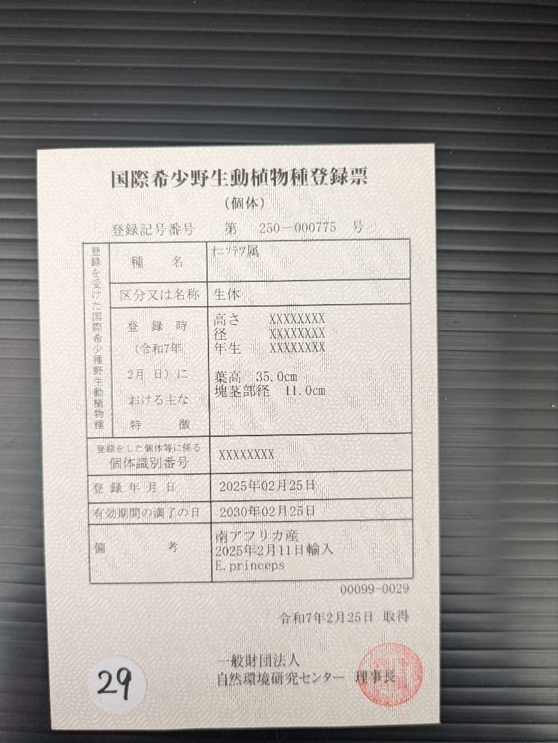 エンセファラルトス プリンセプス 特大 丸々 葉多数 送料無料 - メルカリ