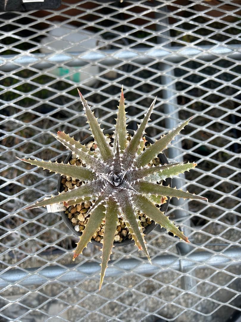 DBディッキア Dyckia Bill Baker hybrid #222 ⑵ - メルカリ