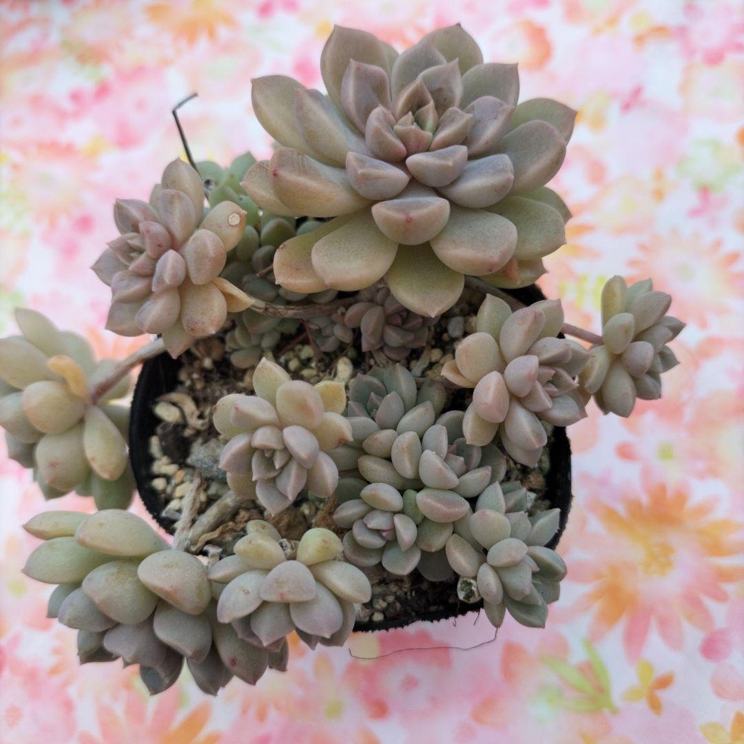 多肉植物 だるま姫秀麗×メキシコミニマ抜き苗♡*.゜子沢山もりもり