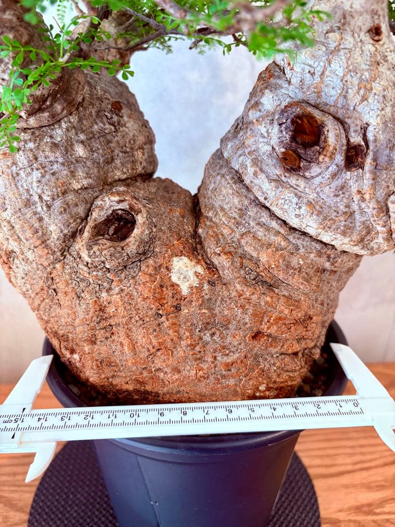 【ムチムチ極太塊根】パキプス｜新芽展開・発根済・6号鉢　みやび鉢