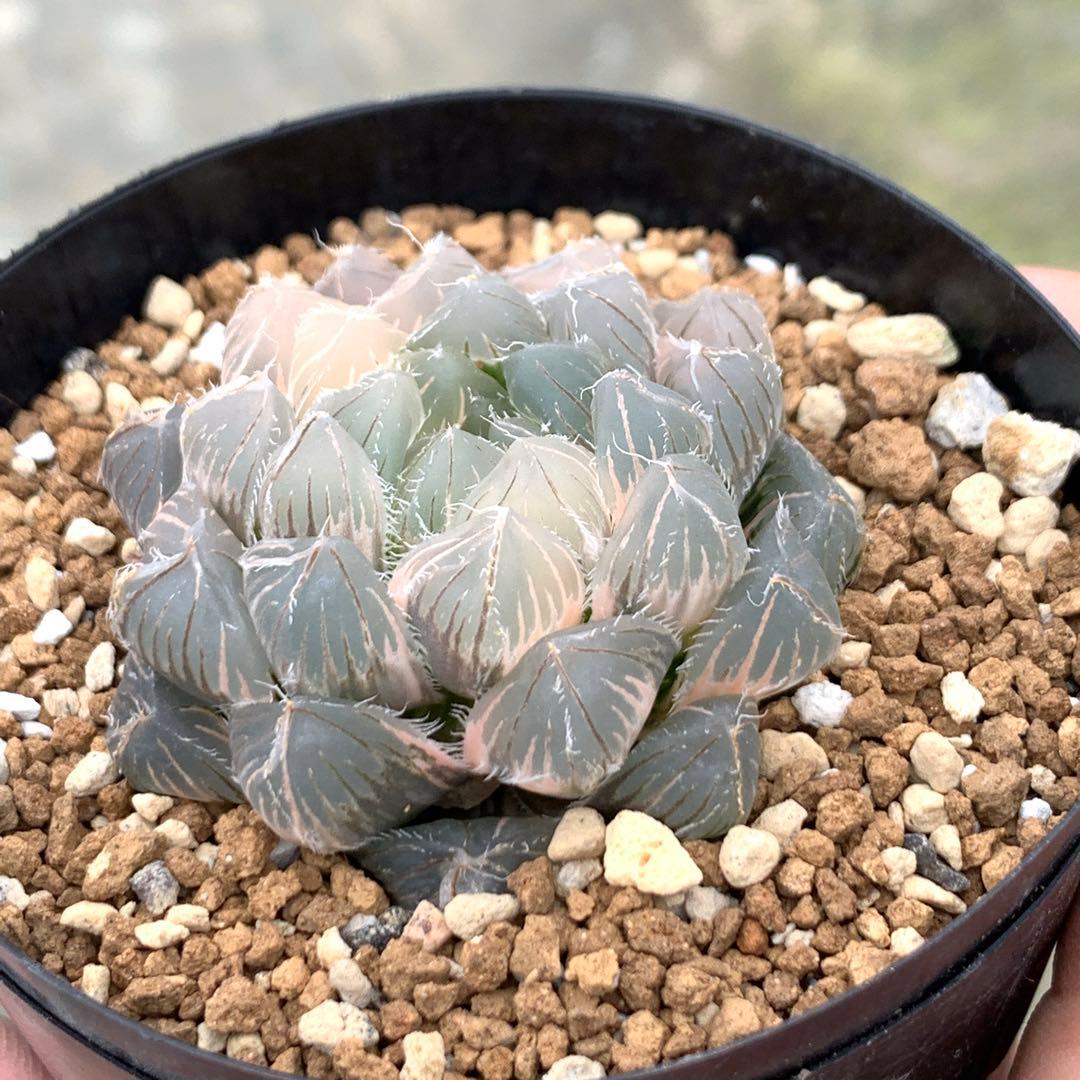 多肉植物 ハオルチア レッドレンズオブツーサ錦 - メルカリ