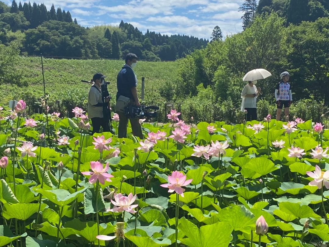 ハスの種 大賀ハスの種 50粒 - メルカリ