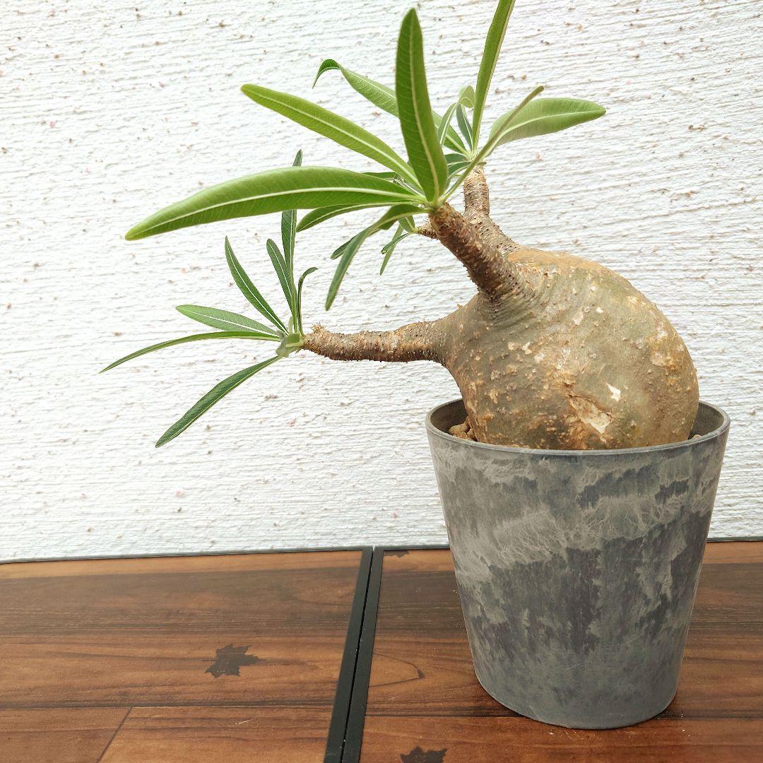 【週末セール】【発根済み】パキポディウム　グラキリス 幹幅　10cm パキポディウム グラキリス Pachypodium gracilius 発根済 (gk-38