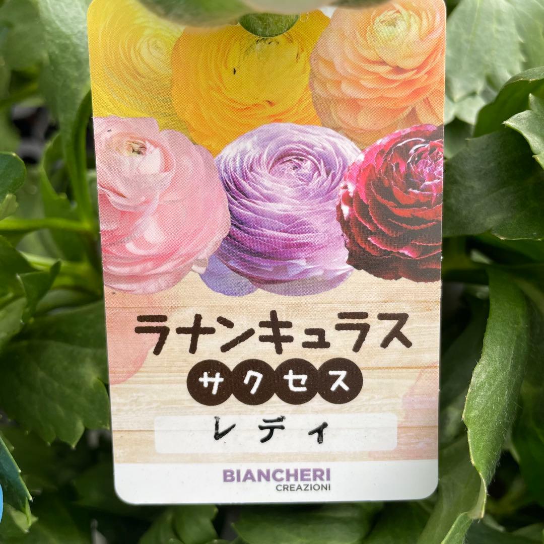 花 Aimee