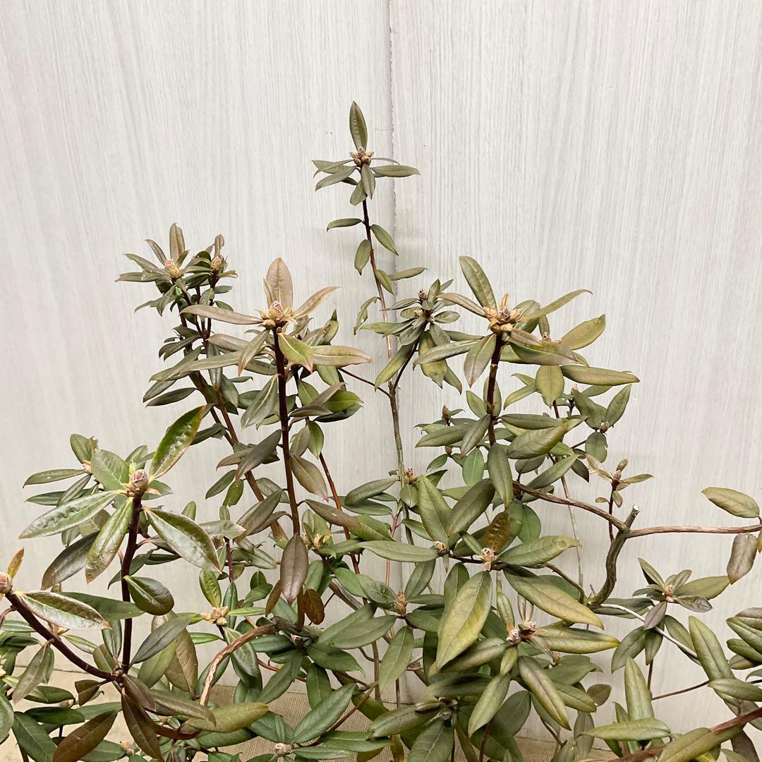 アンキャリーツツジ /98 - メルカリ