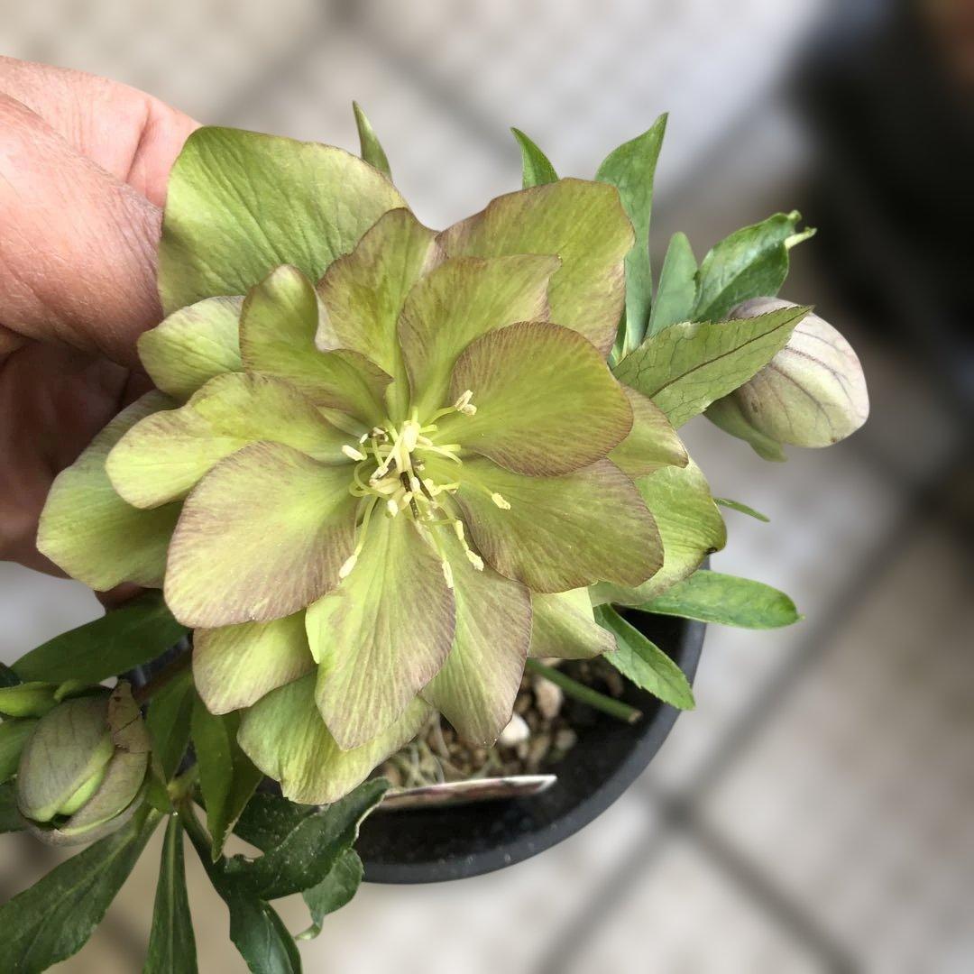 新春大特価 クリスマスローズ 八重 7種セット 豊園芸 花付き現品発送