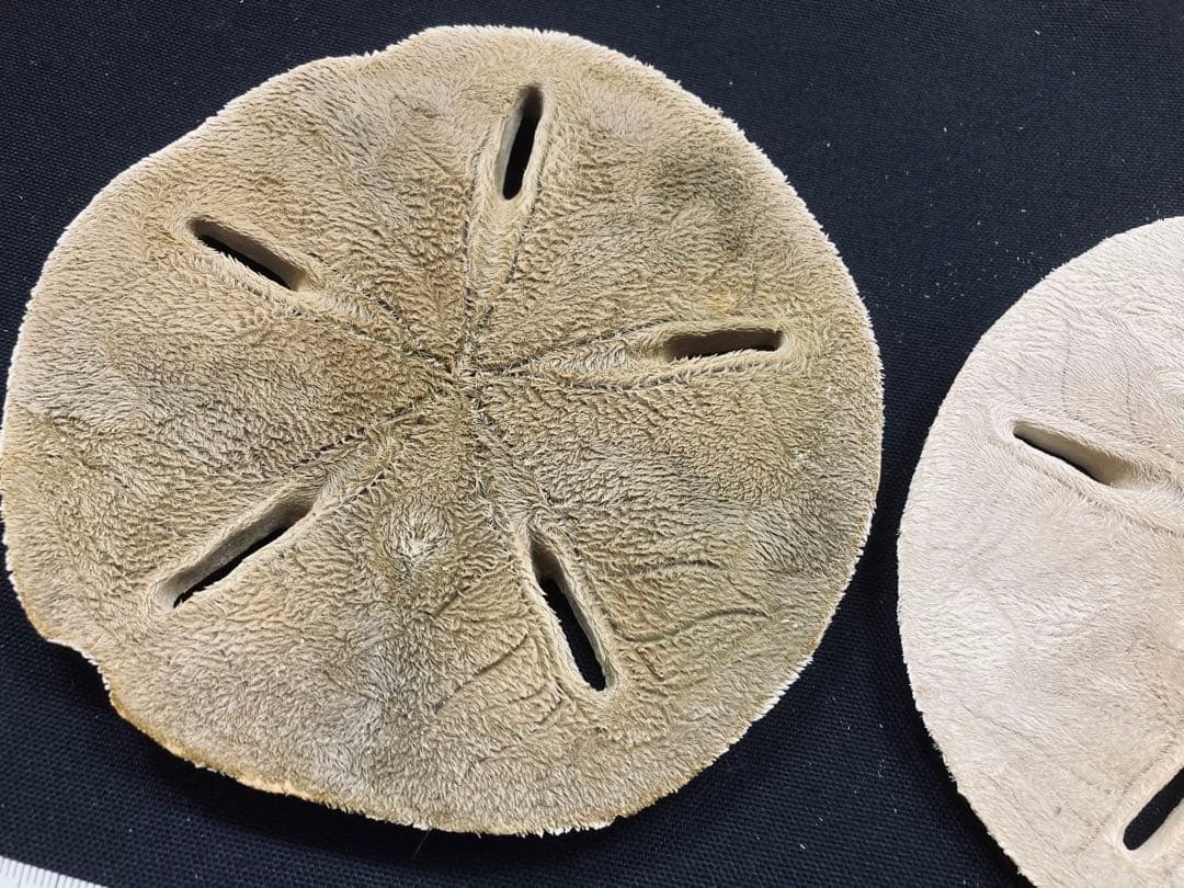スカシカシパン棘付き①②棘皮動物 ウニ カシパン たこのまくら - メルカリ