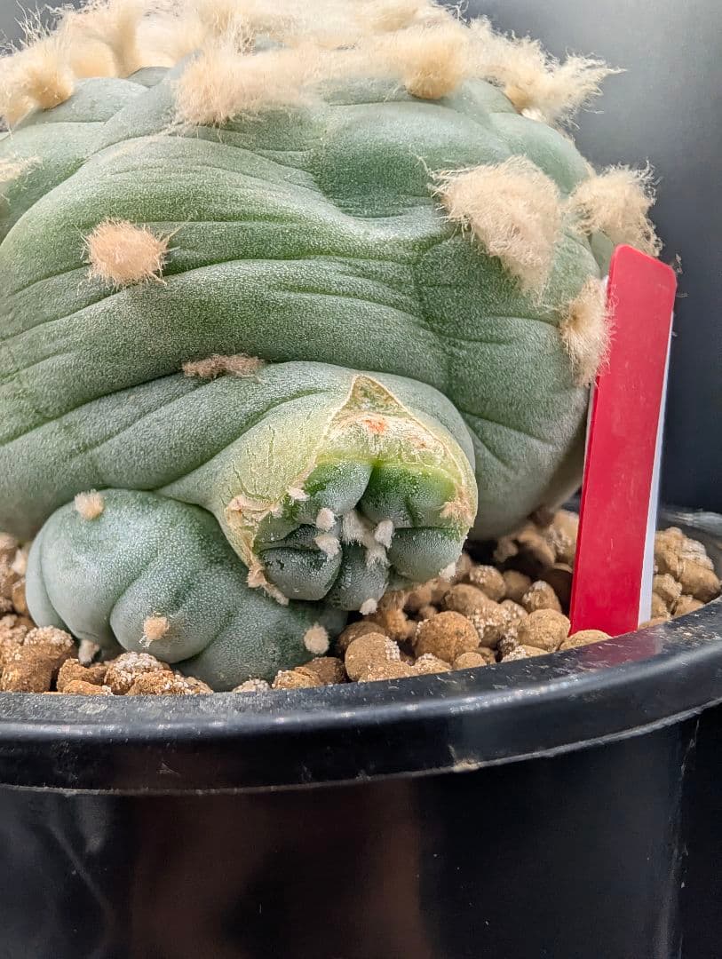 サ*生様 銀冠玉 実生 鉢植え メルカリ便送料込み - メルカリ