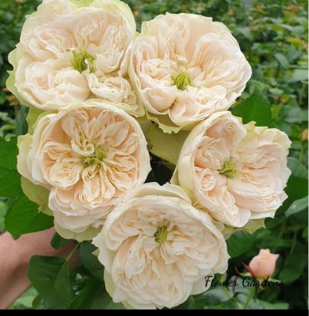 バラ苗 切りバラ苗 whitb♡ Abbe♡ Rose