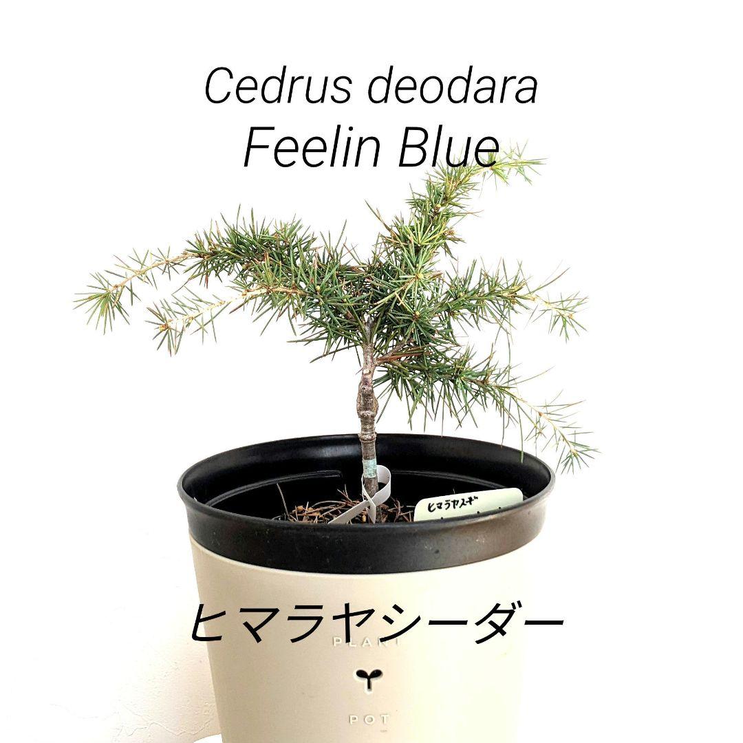 ヒマラヤシーダー cedrusdeodara フィーリンブルー ヒマラヤスギ