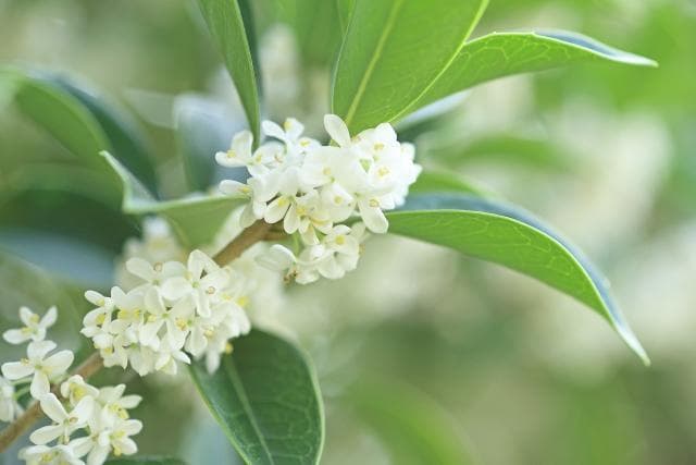 《現品》四季咲きモクセイ　樹高1.3ｍ（根鉢含まず）56【白花/苗木/植木】