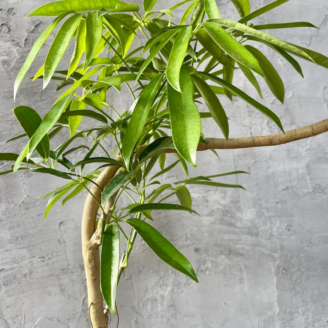 大型 シェフレラ アンガスティフォリア S字仕立て 陶器鉢 植え込み発送