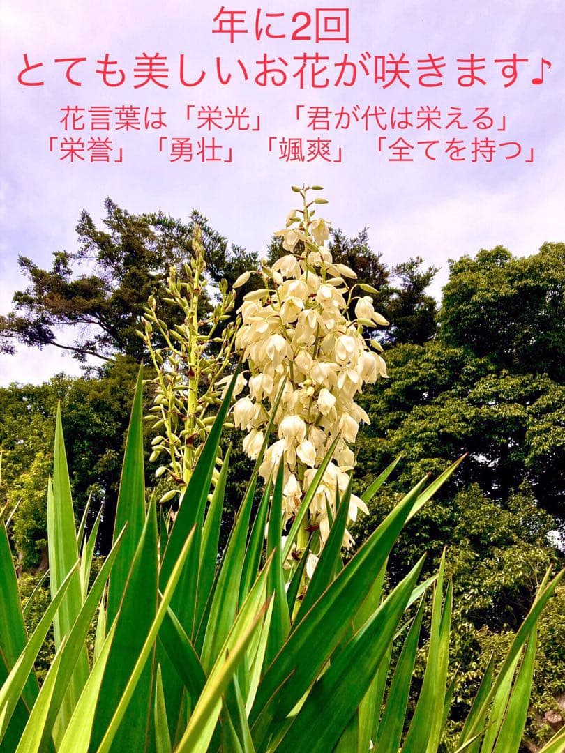 完売　発根済み超優良株＊根は頑丈で巨大【ユッカ グロリオサ/アツバキミガヨラン】