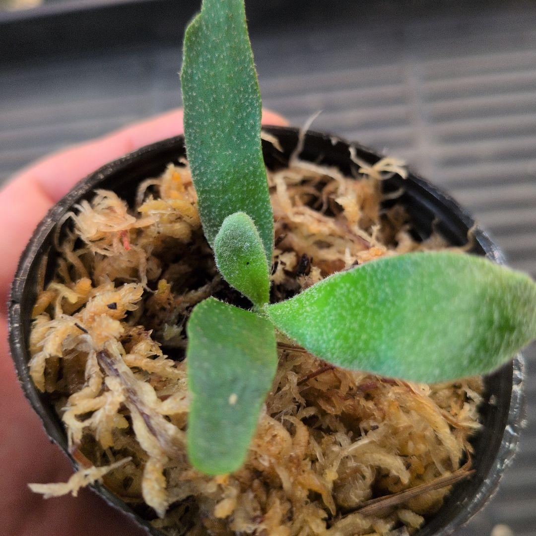 速達 P.Willinckii 'OMG' spore ビカクシダ004 - メルカリ