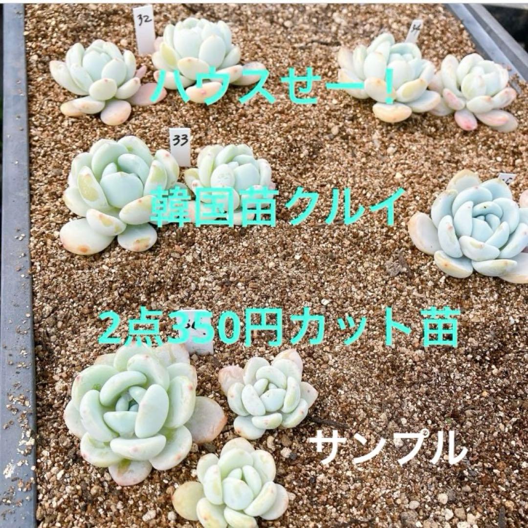ハウスセール！No.32 韓国苗クルイ2点（カット苗）第四種又パケット