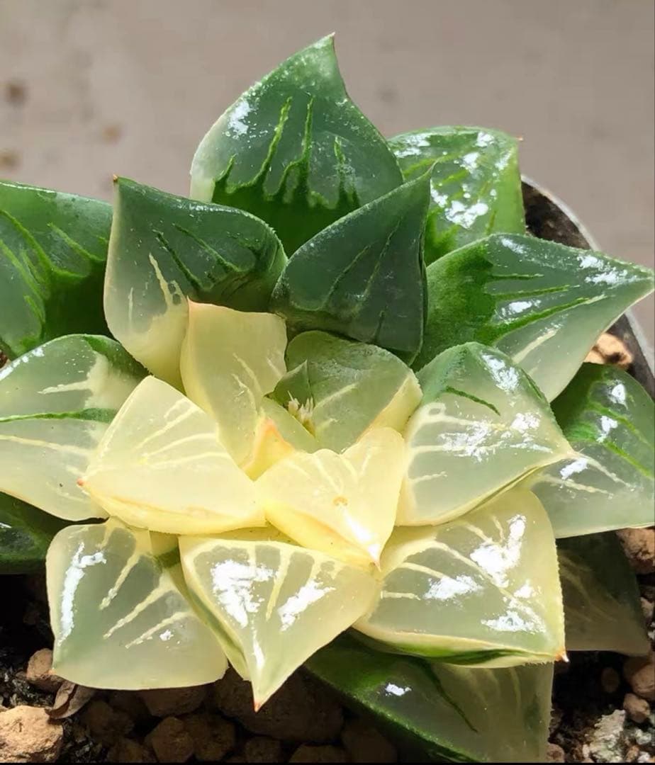 じ*む様 多肉植物　ハオルチア　ムチカ錦　変異系　巨大化 黒み増し増しムチカ。 化粧砂を富士砂に変えても写真撮れるかな…笑 黒