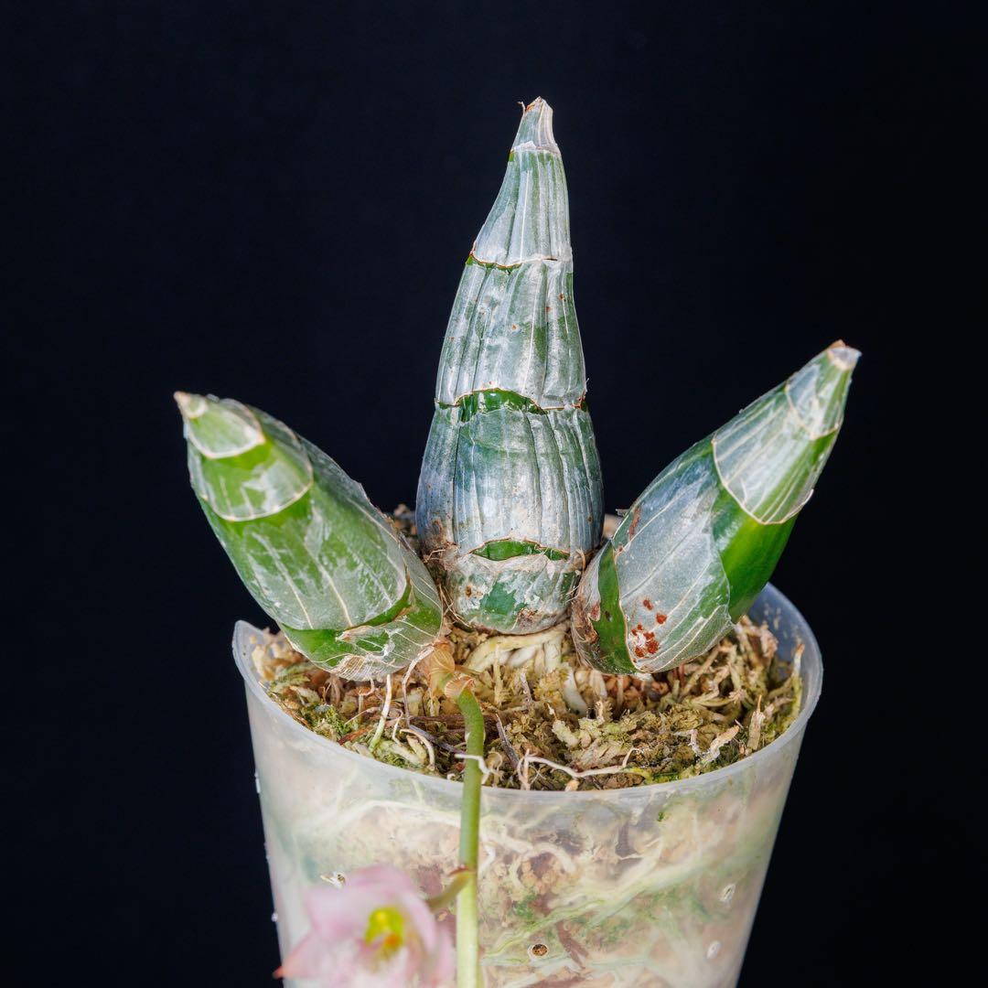 タケノコ蘭 Clowesia rosea SVO選別個体 カタセタム - メルカリ