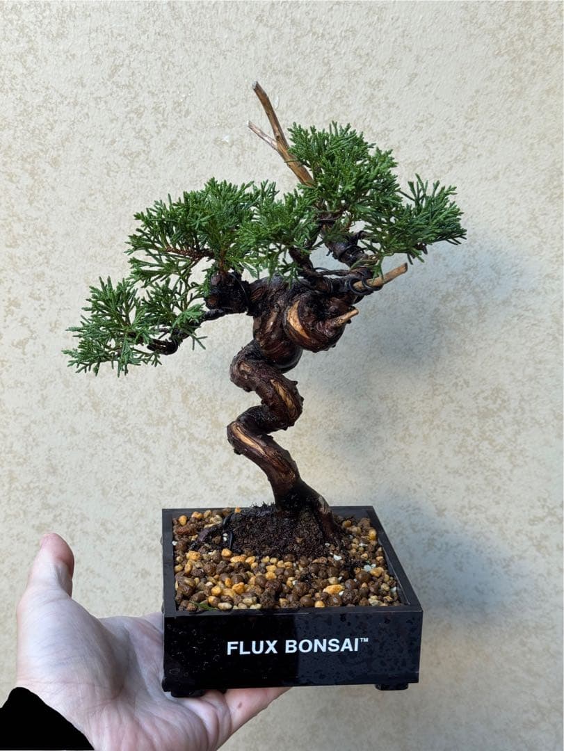 【盆栽】真柏 盆栽・真柏 Bonsai Juniper – bonsailife686868