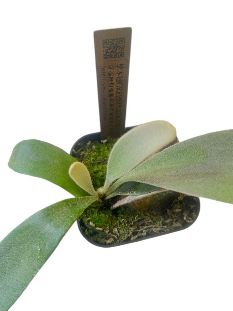 P. veitchii 'Auburn river' from Lisaw OC ビカクシダ P. veitchii