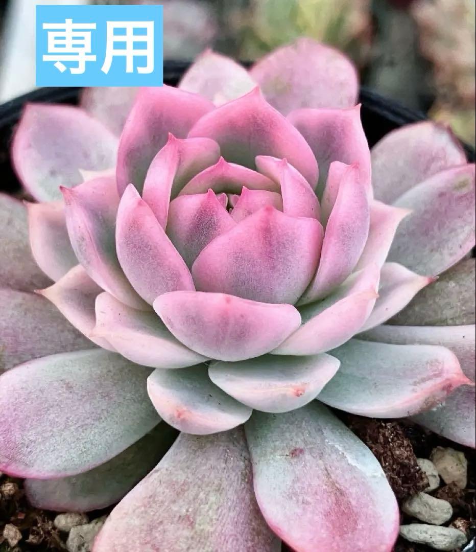 多肉植物　ピンク水晶錦　抜き苗 2193現物 多肉植物 ピンクマルガン 特大 抜き苗 | るる農園~多肉植物専門