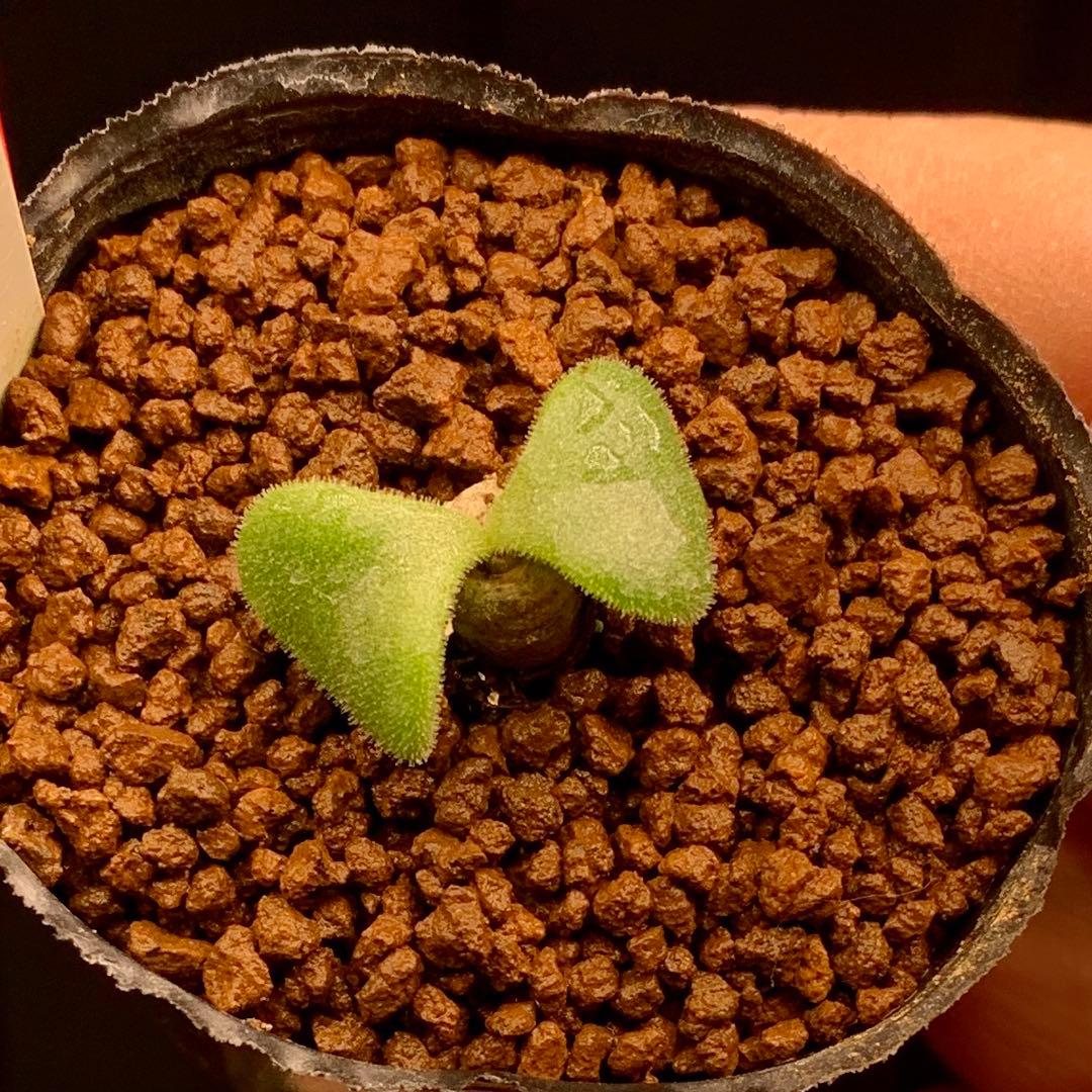 レア実生！ アトロプルプレウス チレコドン 多肉植物 塊根植物 - メルカリ