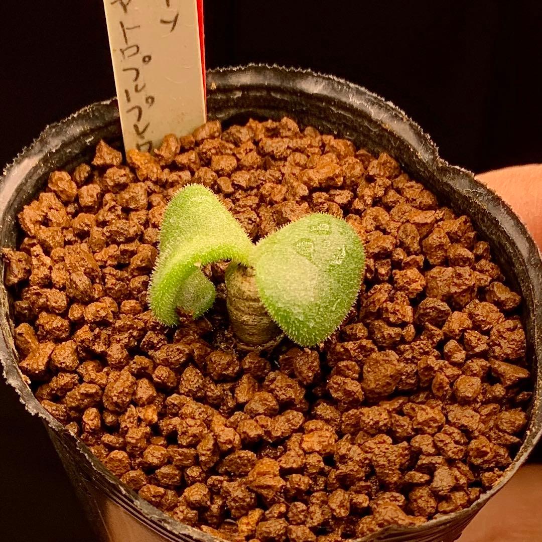レア実生！ アトロプルプレウス チレコドン 多肉植物 塊根植物 - メルカリ