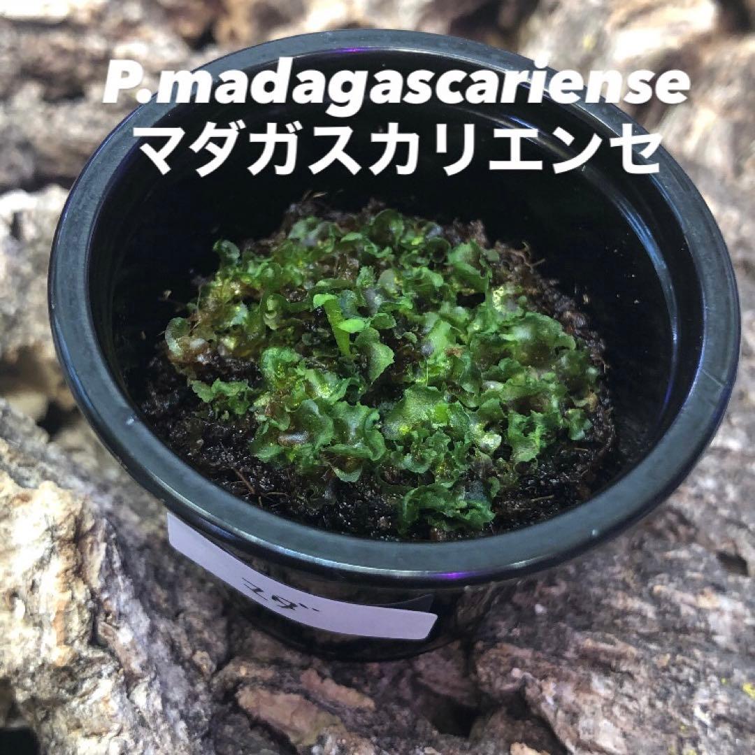 ビカクシダ 前葉体 胞子体 胞子培養 まとめ売り 9点 セット ac - メルカリ