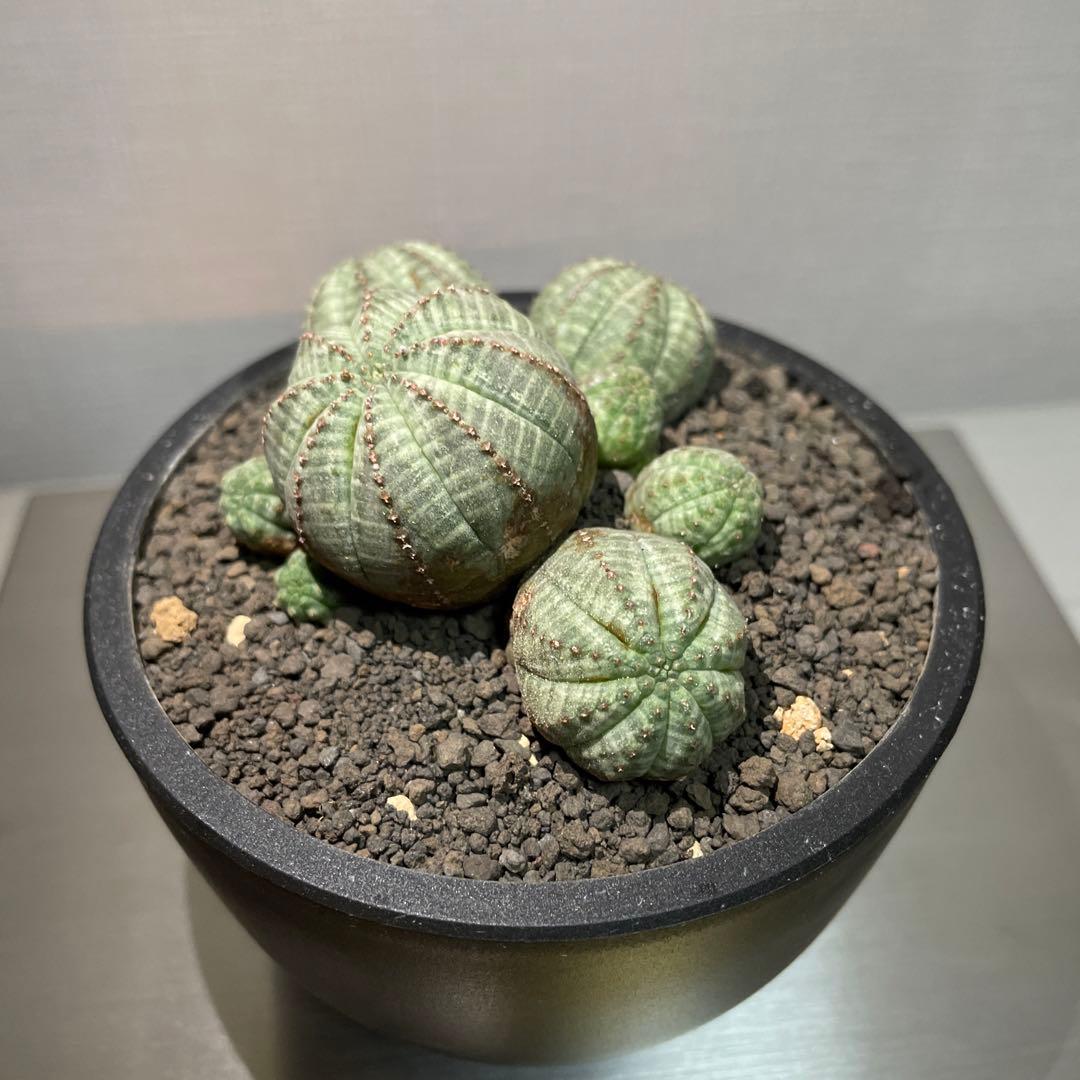発根済】ユーフォルビアオベサ大株