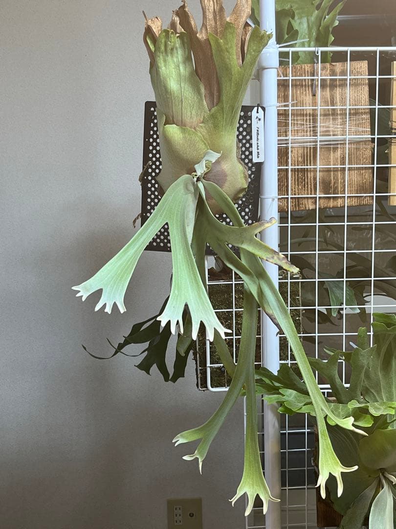 p.willinckii cv.Indo White ビカクシダ - メルカリ