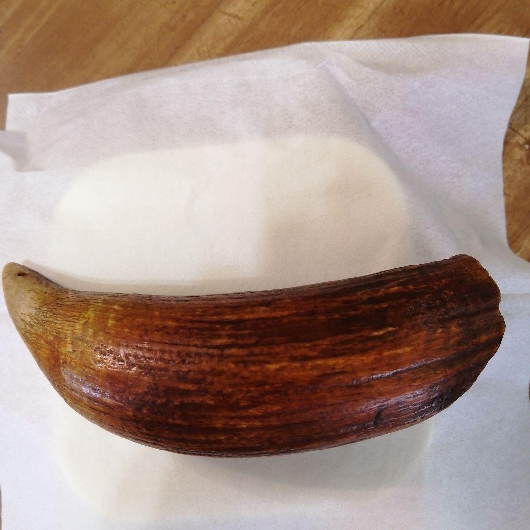 100年物鯨の歯（フィジーのタンブア）首からさげる286g クジラ歯 フィッシュフック【2-特大】ネックレス – 海想