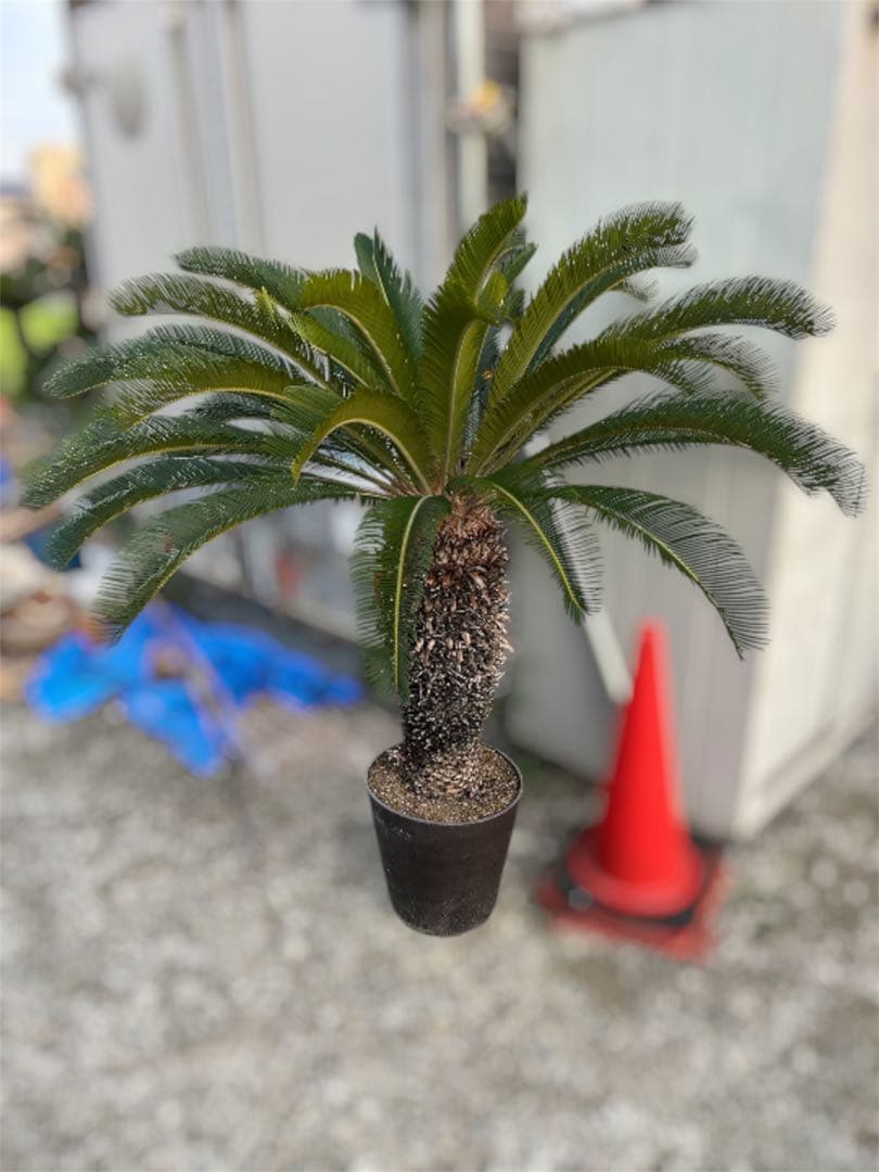 ソテツ 鉢植え 地植え シンボルツリー Amazon.co.jp: ソテツ 蘇鉄 記念樹 シンボルツリー プランター苗
