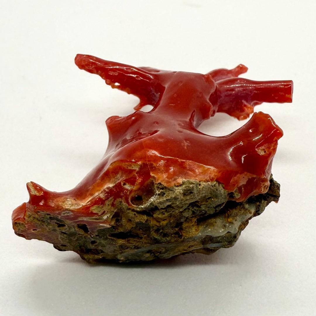 天然本珊瑚（血赤珊瑚） 原木置物 22.05g ケース付き 美品